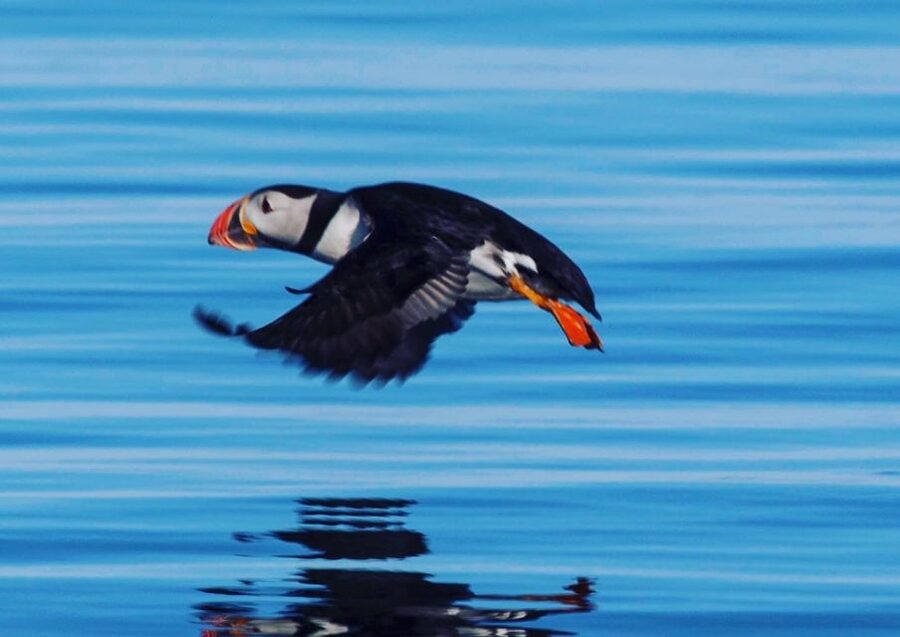 Reykjavik: Puffin Watching Tour by RIB Speedboat - More than puffins on the water