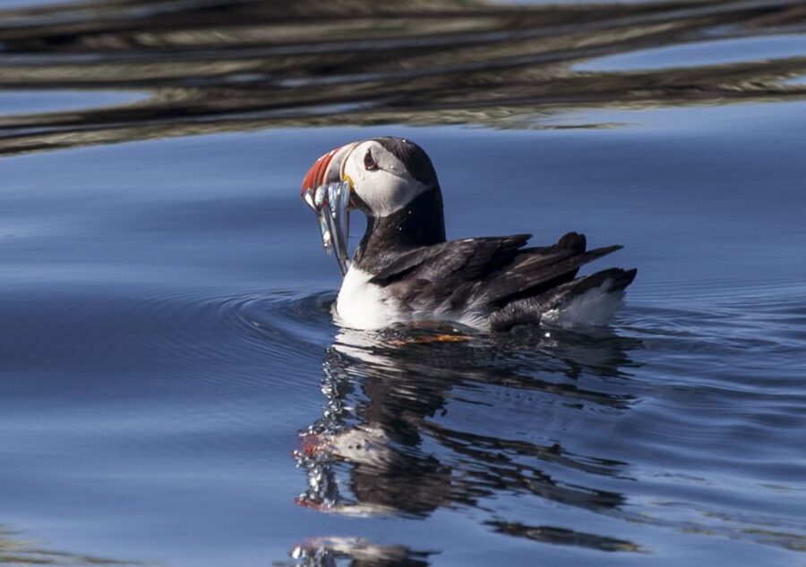 Reykjavik: Puffin Watching Tour by RIB Speedboat - Lundey and Akurey, Reykjavik’s nearby bird islands