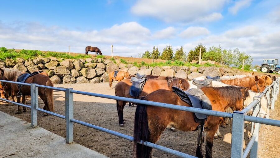 Reykjavik: Red Lava Horse Riding Tour - The real value of the $142 price