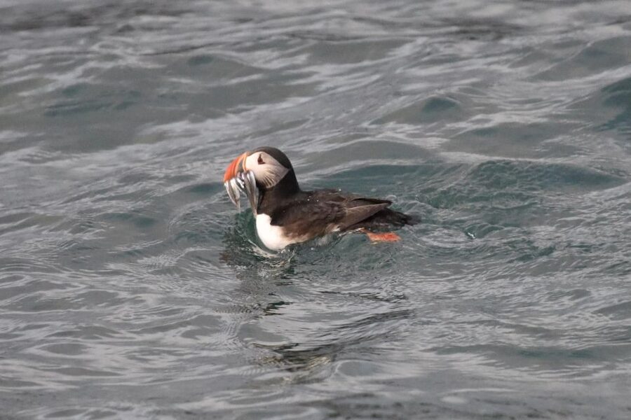 Reykjavík: RIB Speed-Boat Puffin Watching Tour - Getting ready at the Reykjavík harbor hut