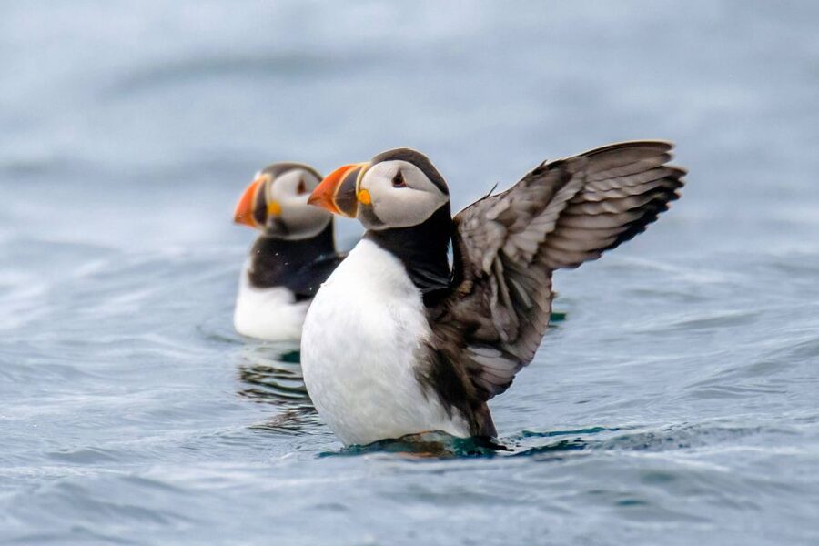 Reykjavík: RIB Speed-Boat Puffin Watching Tour - Finding puffins on the island colonies