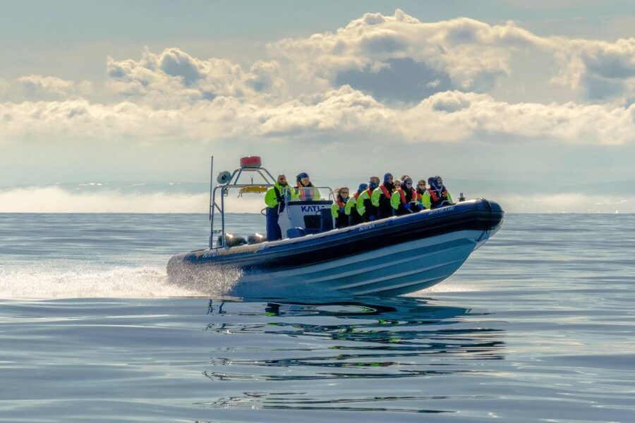 Reykjavík: RIB Speed-Boat Puffin Watching Tour - Should you book the Reykjavík puffin RIB tour?