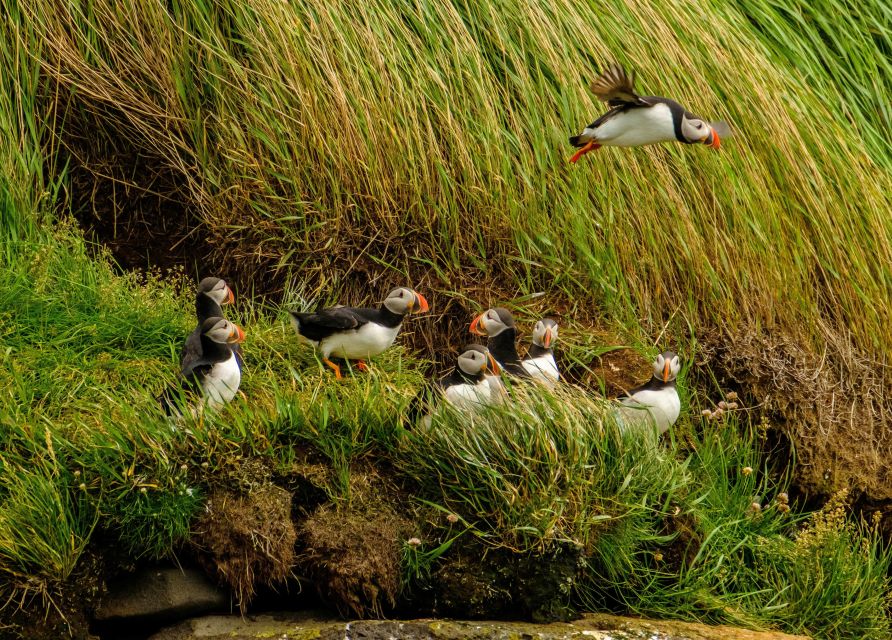 Reykjavík: RIB Speed-Boat Puffin Watching Tour - The RIB ride across Reykjavík Bay
