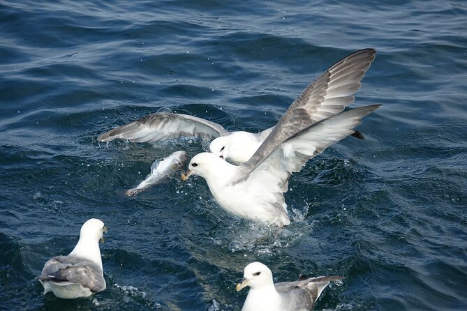 Reykjavik's Finest Catch: Guided Sea Angling Tour for All Levels - Booking, seasons, and cancellation details