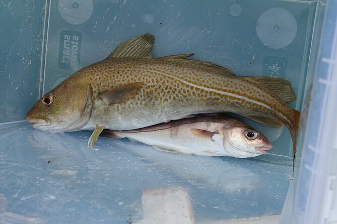 Reykjavik's Finest Catch: Guided Sea Angling Tour for All Levels - Who should book this fishing trip?