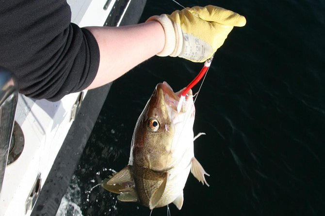 Reykjavik Sea Angling Gourmet - What the crew adds to the experience