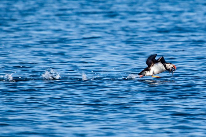 Reykjavik Shore Excursion: Puffin Sightseeing Cruise - What the one-hour schedule really means
