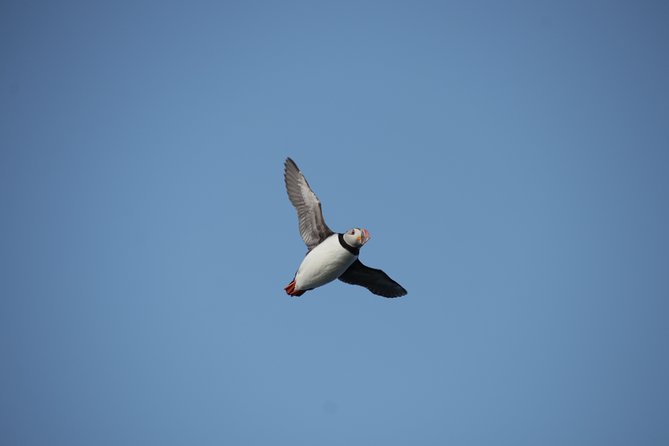 Reykjavik Shore Excursion: Puffin Sightseeing Cruise - Guides, sound, and seating