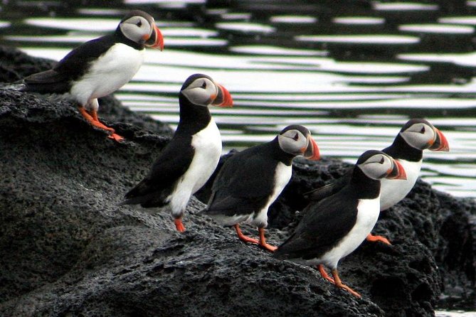 Reykjavik Shore Excursion: Puffin Sightseeing Cruise - Who will enjoy this cruise most