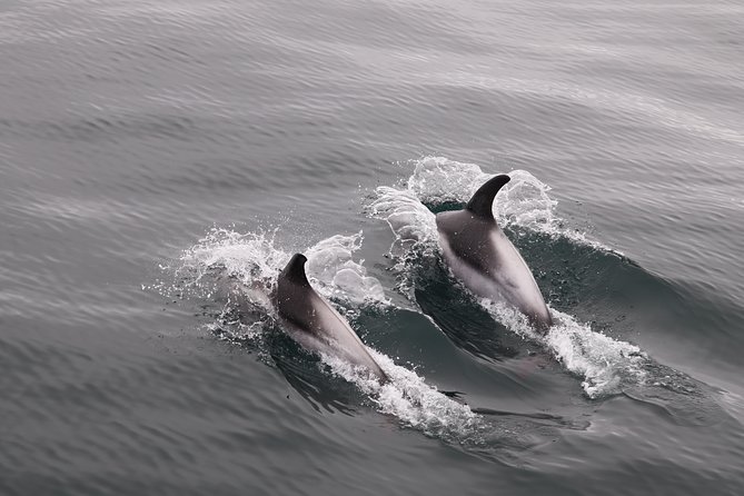 Reykjavik Shore Excursion: Whale-Watching Cruise - What you may see in the bay