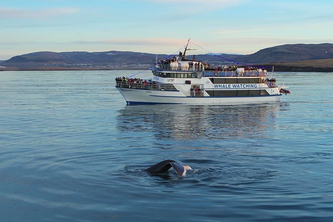 Reykjavik Shore Excursion: Whale-Watching Cruise - Staying warm when Reykjavik weather turns