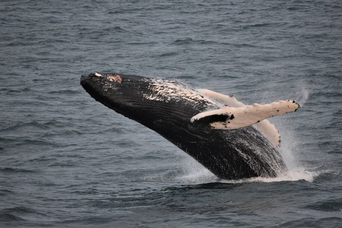 Reykjavik Shore Excursion: Whale-Watching Cruise - Two cruise styles, two different trade-offs