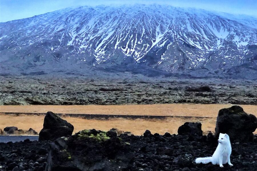 Reykjavik: Snaefellsnes & Mt. Kirkjufell Guided Minibus Tour - Ólafsvík gives you a needed pause