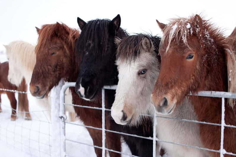 Reykjavik: The Golden Circle Full-Day Tour - Gullfoss: Iceland’s most dramatic waterfall