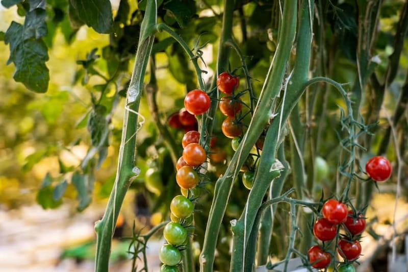 Reykjavik: The Golden Circle Full-Day Tour - Friðheimar: geothermal tomatoes in a warm glasshouse