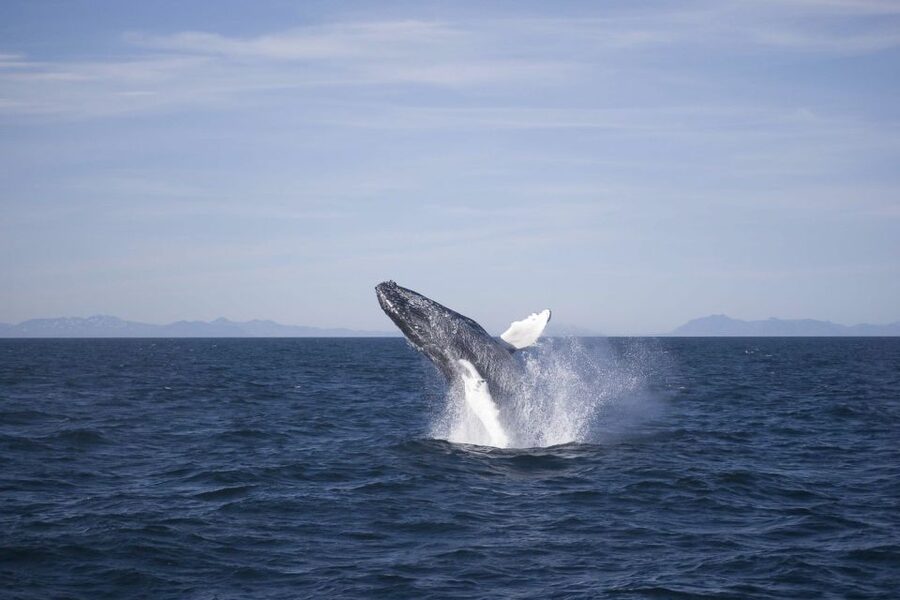 Reykjavik: the Original 3-Hour Whale Watching Tour - Key points at a glance