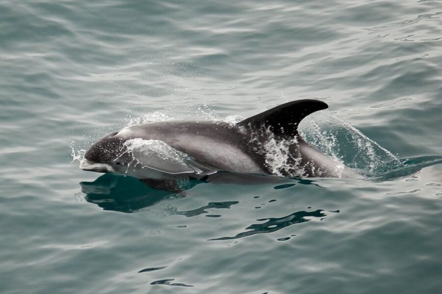 Reykjavik: the Original 3-Hour Whale Watching Tour - Who will enjoy this cruise most?