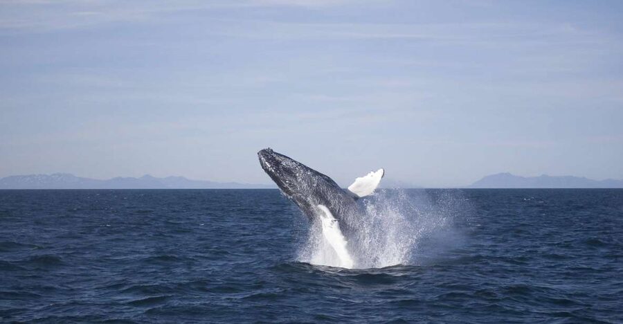 Reykjavik: the Original 3-Hour Whale Watching Tour - A guide who helps you watch well