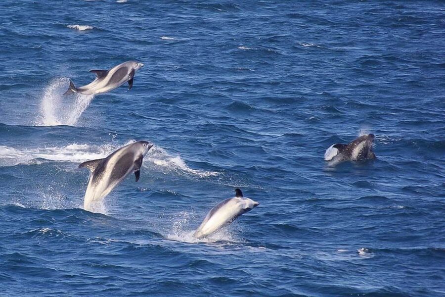 Reykjavik: the Original 3-Hour Whale Watching Tour - Responsible whale watching, not a chase