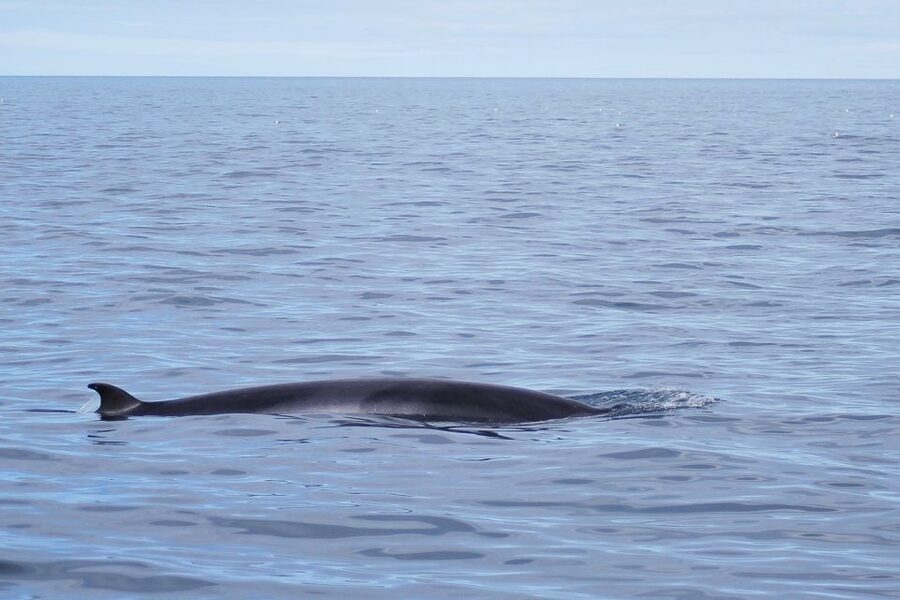 Reykjavik: the Original 3-Hour Whale Watching Tour - Finding the best viewing position