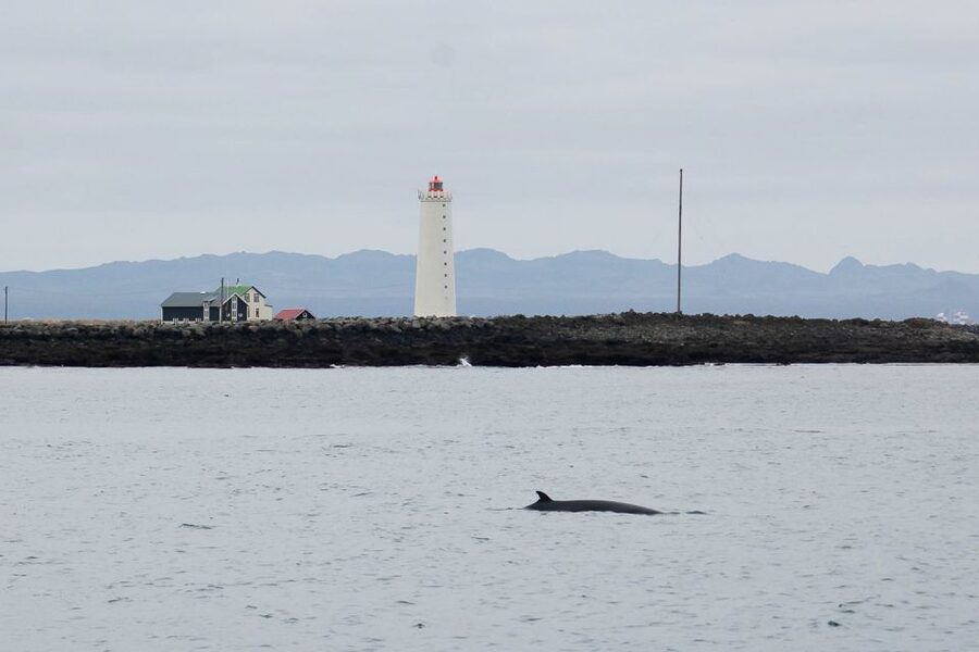 Reykjavik: the Original 3-Hour Whale Watching Tour - How the three hours usually unfold