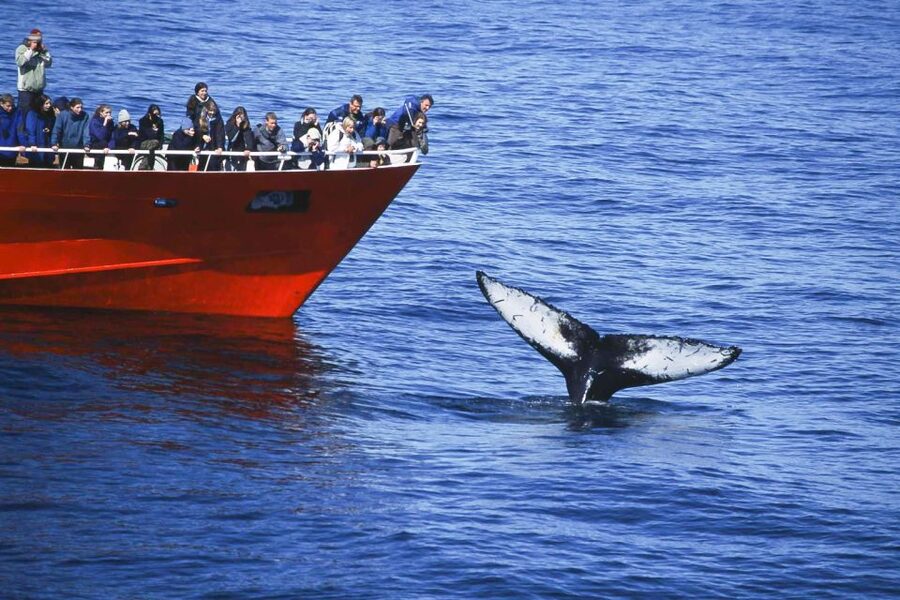 Reykjavik: the Original 3-Hour Whale Watching Tour - Is $108 a fair price?
