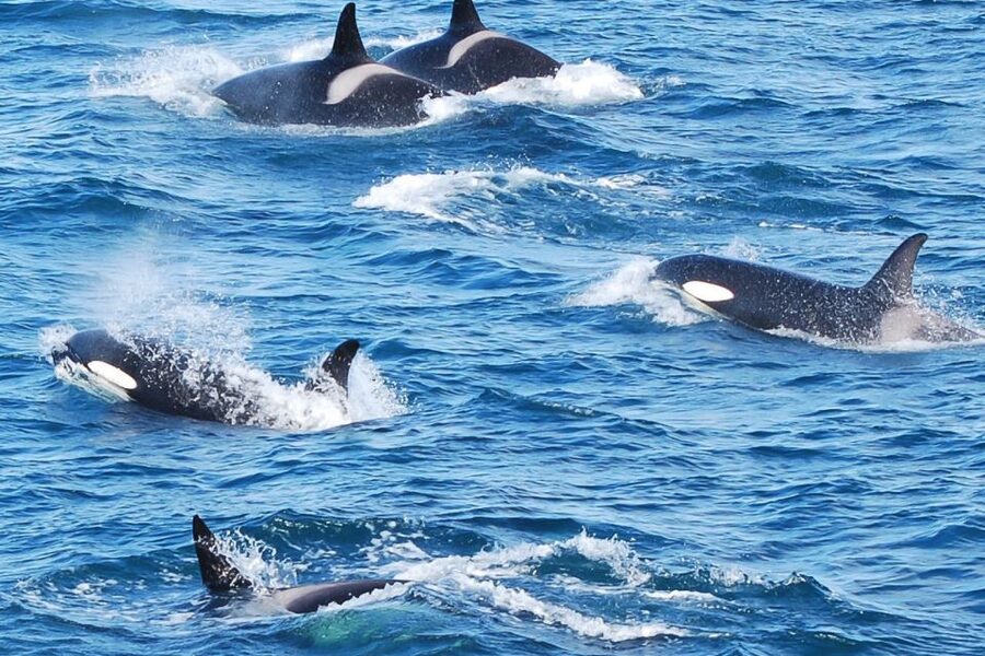 Reykjavik: the Original 3-Hour Whale Watching Tour - What you may see in Faxaflói Bay