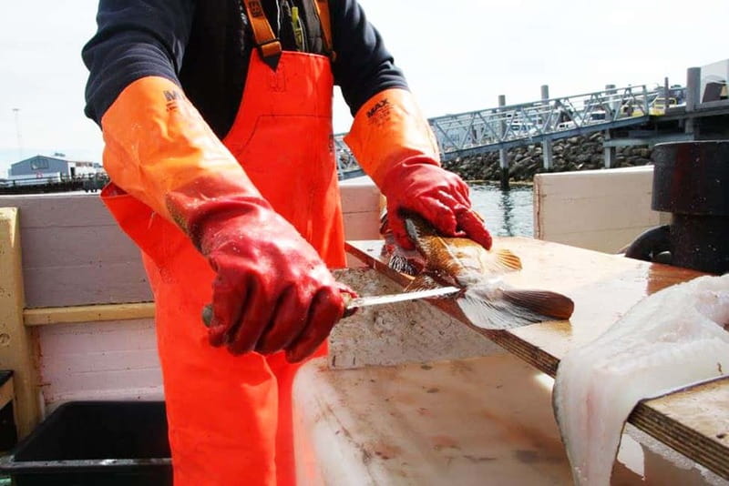 Reykjavik: Traditional Sea Fishing with BBQ Feast - A beginner-friendly lesson at sea