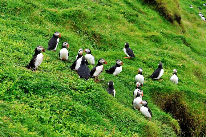 Reykjavik - Westman Islands (Bus transfer to Landeyjahöfn) - Crossing to the Westman Islands on your own ticket