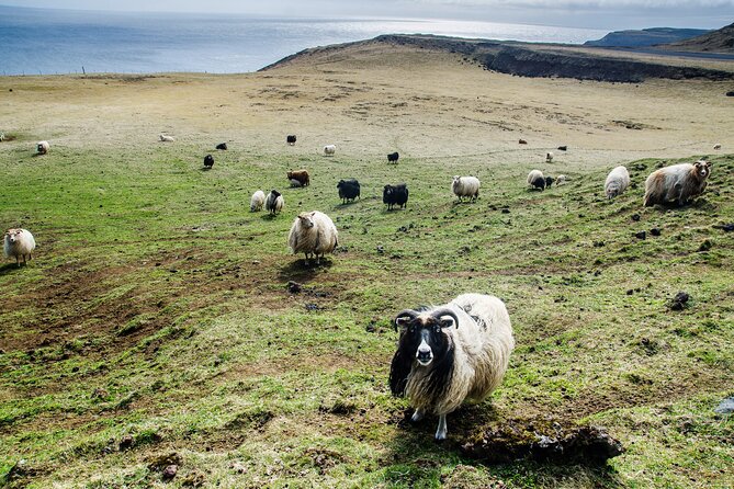 Reykjavik - Westman Islands (Bus transfer to Landeyjahöfn) - What the $60 price really covers
