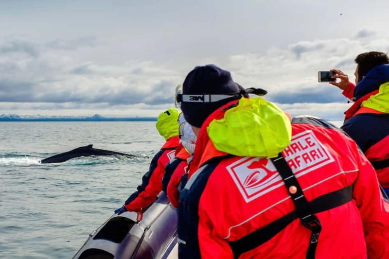 Reykjavik: Whale and Puffin Watching RIB Boat Tour - Key points at a glance