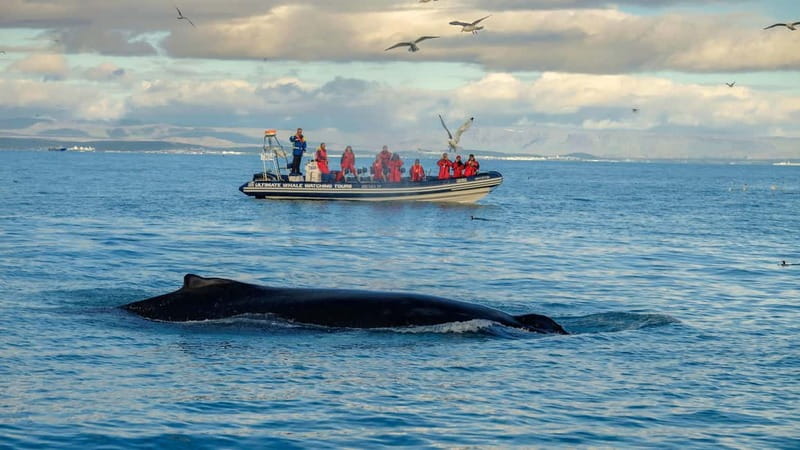 Reykjavik: Whale and Puffin Watching RIB Boat Tour - A two-hour wildlife ride from Reykjavik’s Old Harbour