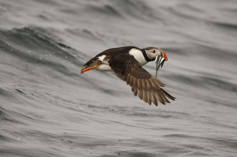 Reykjavik: Whale and Puffin Watching RIB Boat Tour - Searching for whales, dolphins, and porpoises