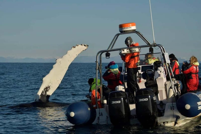 Reykjavik: Whale and Puffin Watching RIB Boat Tour - The value of a $191 ticket