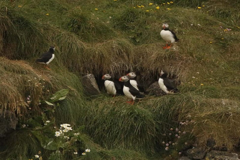 Reykjavik: Whale and Puffin Watching RIB Boat Tour - Who should book this tour