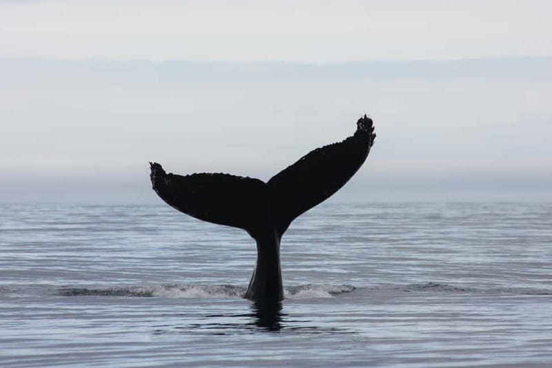 Reykjavik: Whale and Puffin Watching RIB Boat Tour - Should you book the Reykjavik RIB tour?