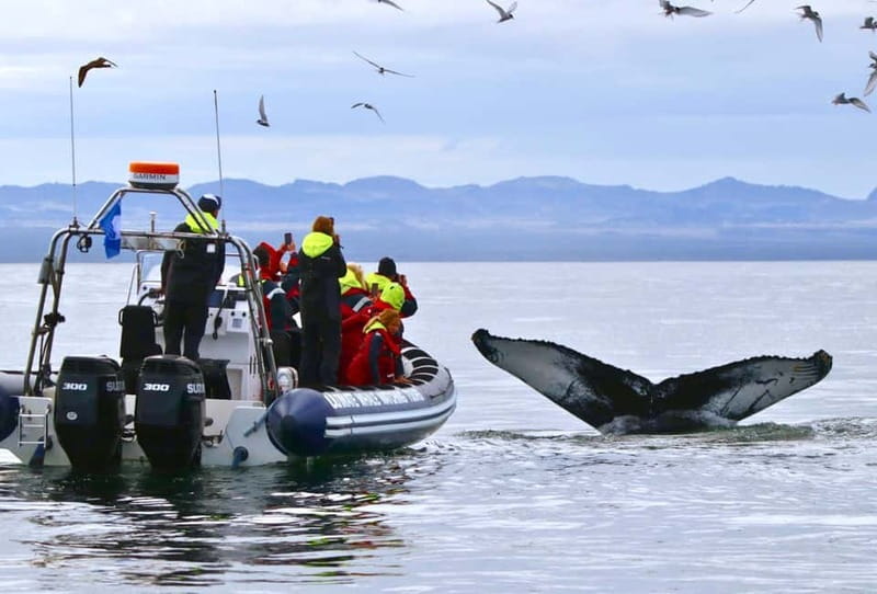 Reykjavik: Whale and Puffin Watching RIB Boat Tour - Why the RIB makes a difference