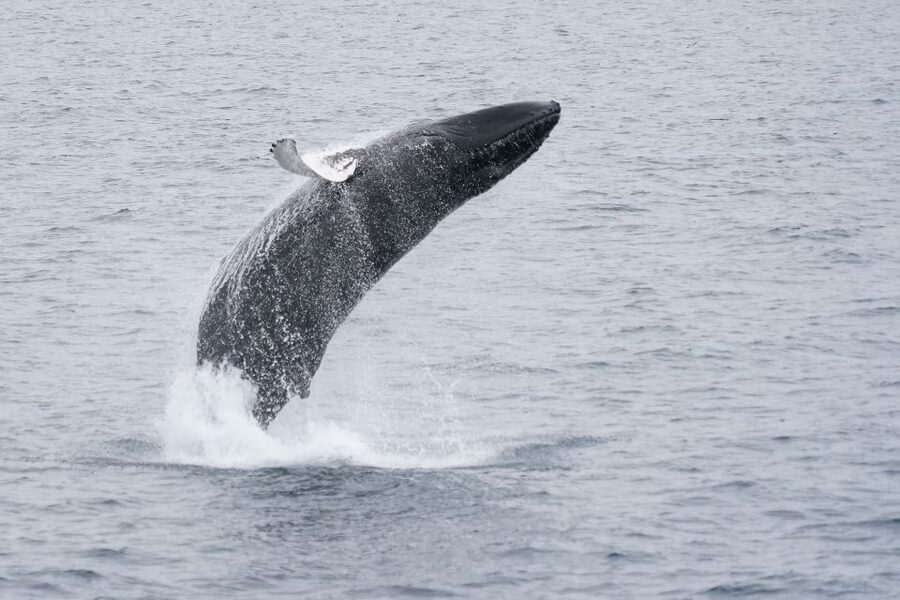 Reykjavik: Whale & Marine Adventure Tour - Should you book the Reykjavík Whale and Marine Adventure?