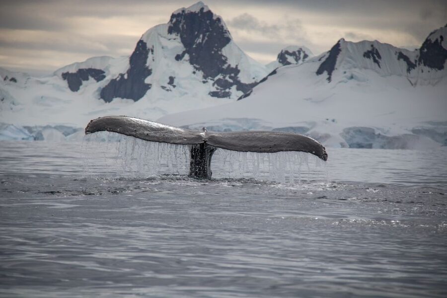 Reykjavik: Whale & Marine Adventure Tour - A practical plan for the day