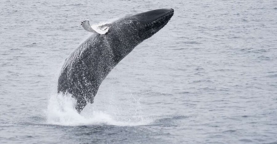 Reykjavik: Whale & Marine Adventure Tour - How this compares with a simple harbor cruise
