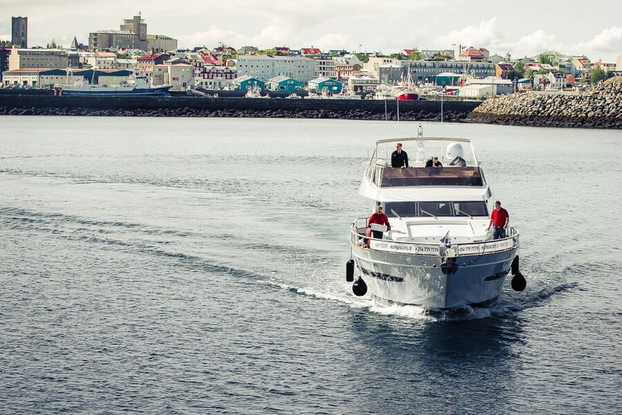 Reykjavik: Whale Watching and Dolphin Watching Yacht Cruise - Key points before you book