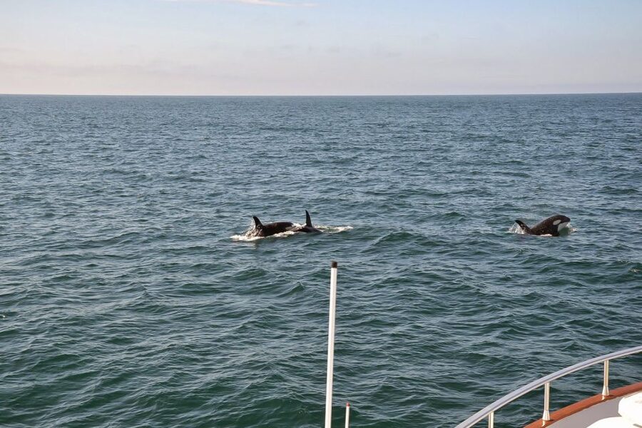 Reykjavik: Whale Watching and Dolphin Watching Yacht Cruise - My verdict on Harpa Yachts