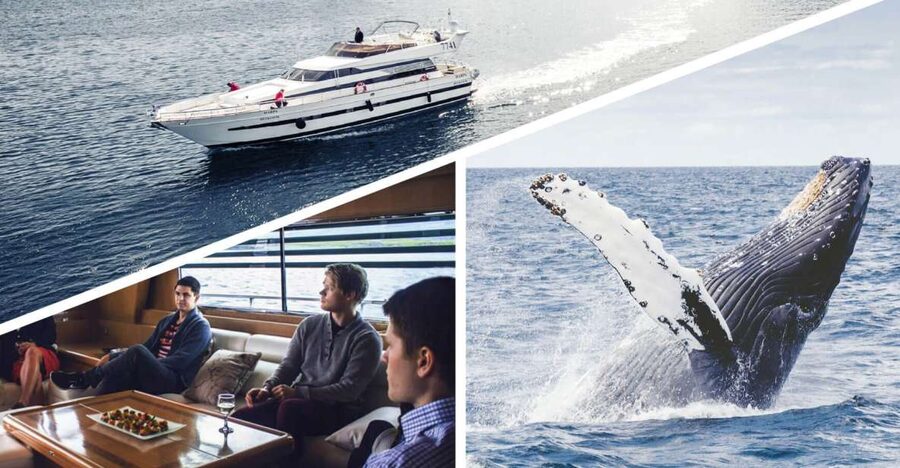 Reykjavik: Whale Watching and Dolphin Watching Yacht Cruise - What the guide adds to the three-hour ride