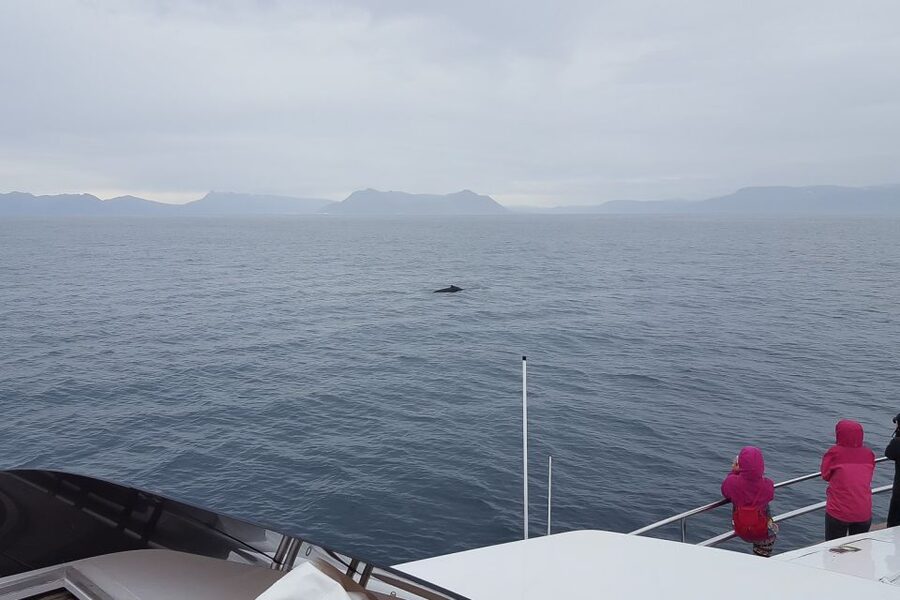 Reykjavik: Whale Watching and Dolphin Watching Yacht Cruise - Seeing puffins and seabirds in the right season