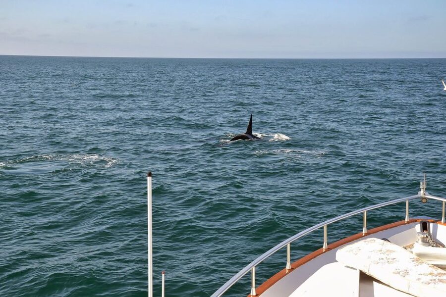 Reykjavik: Whale Watching and Dolphin Watching Yacht Cruise - A closer look at the boats and viewing areas