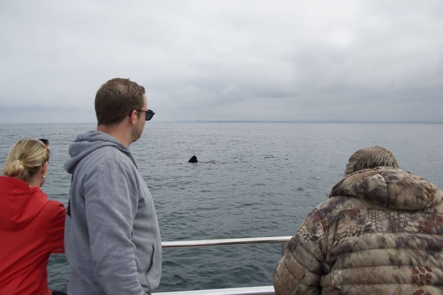 Reykjavik: Whale Watching and Dolphin Watching Yacht Cruise - Is $106 good value for three hours?