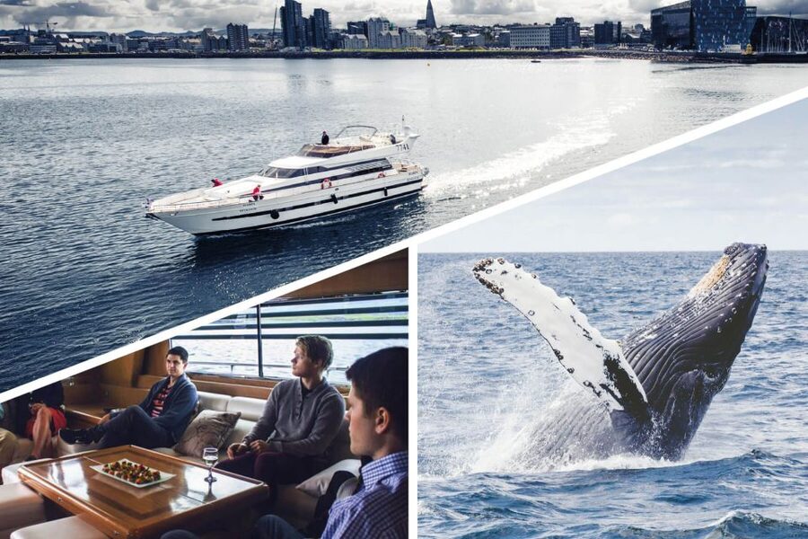 Reykjavik: Whale Watching and Dolphin Watching Yacht Cruise - Who will enjoy this cruise most?