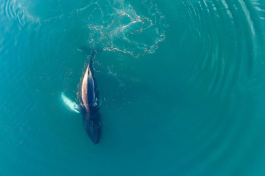 Reykjavík: Whale Watching and Marine Life Cruise - What the guides add to the trip