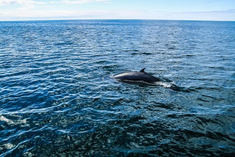 Reykjavík: Whale Watching and Marine Life Cruise - Staying warm on the boat