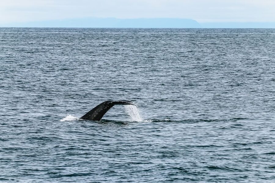 Reykjavík: Whale Watching and Marine Life Cruise - Who will enjoy this cruise most?